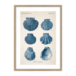 CM CREATION Tableau Planche mollusque 50 x 70 cm