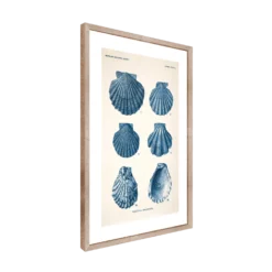 CM CREATION Tableau Planche mollusque 50 x 70 cm