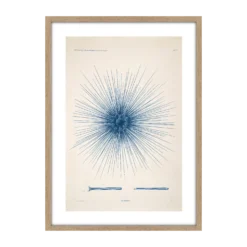 CM CREATION Tableau Planche oursin 50 x 70 cm