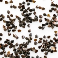 MILLE OREILLERS Oreiller ferme en sarrasin biologique, MILLE OREILLERS