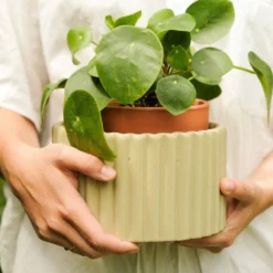 PEPIN Pot autonome Paula - Vert sauge