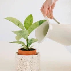 PEPIN Pot autonome Paulita - Blanc grainé
