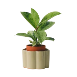PEPIN Pot autonome Paulita - Vert sauge